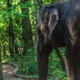 Kodanad Elephant Training Centre Ernakulam 